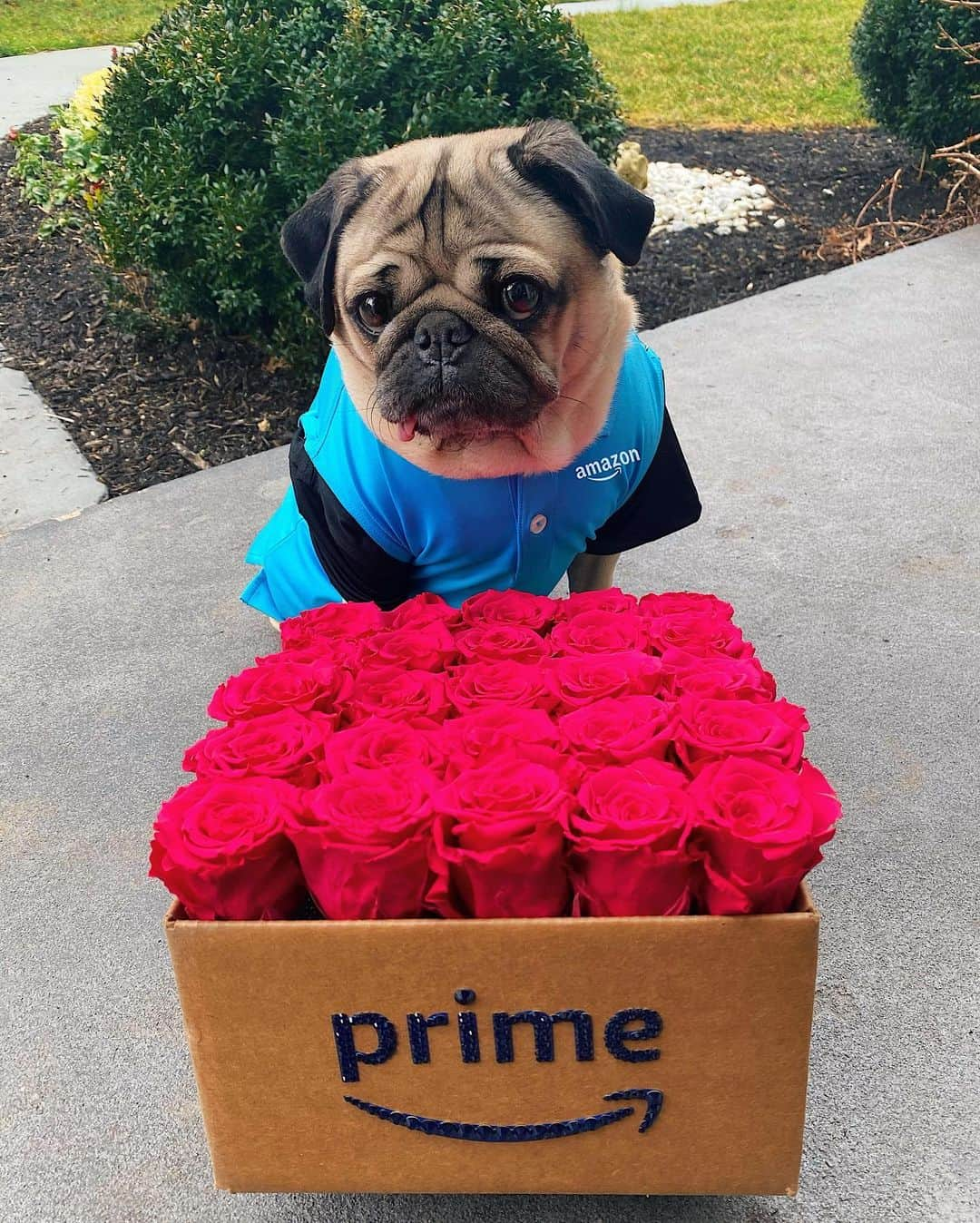 itsdougthepugさんのインスタグラム写真 - (itsdougthepugInstagram)「“Amazon Pug Now” -Doug」2月11日 3時24分 - itsdougthepug