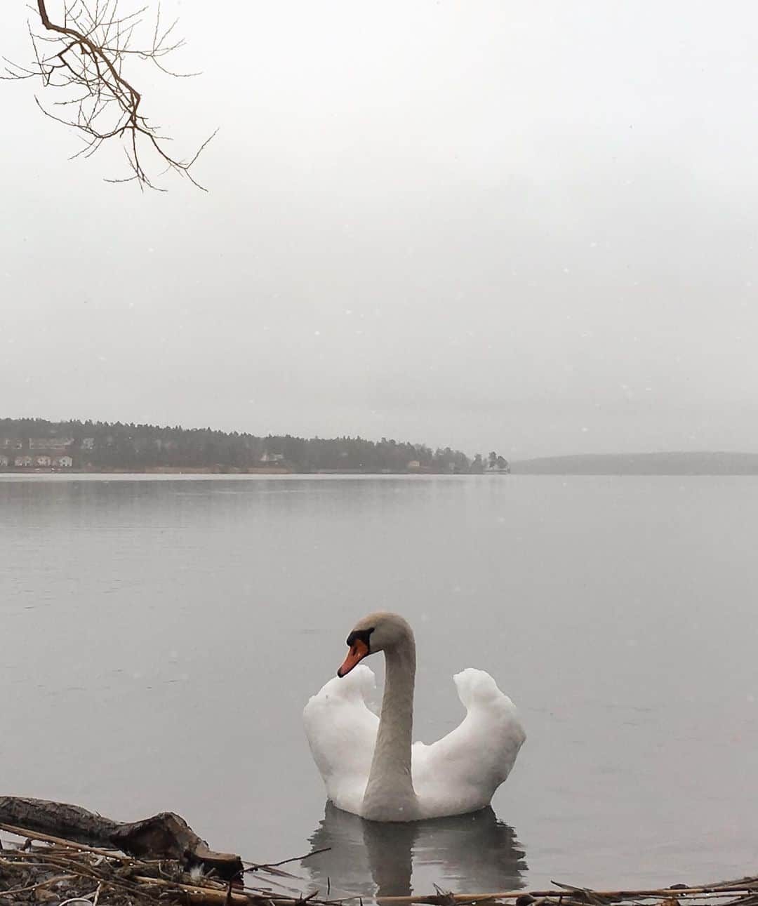 Anna Nyströmのインスタグラム：「View from todays walk 🦢」