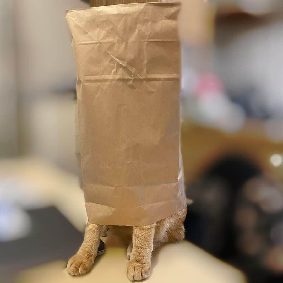 相沢あいのインスタグラム：「紙袋をかぶってドヤりまくるぺーる君です。この直後テーブルから落下。アホの子、愛おしい。 _  #ぺーぽん #cat #kitten #catstagram #catsofinstagram #catsagram #子猫 #保護猫 #保護ねこ #ねこ #cat_of_instagram #cat_of_world #catlife #catlover #catlovers #fluffy #fluffycat #にゃんすたぐらむ #ねこすたぐらむ #仔猫 #茶トラ #orangecat #茶トラ男子部 #茶トラ猫 #catinthepaperbag #catinthebag #gato #gatostagram」