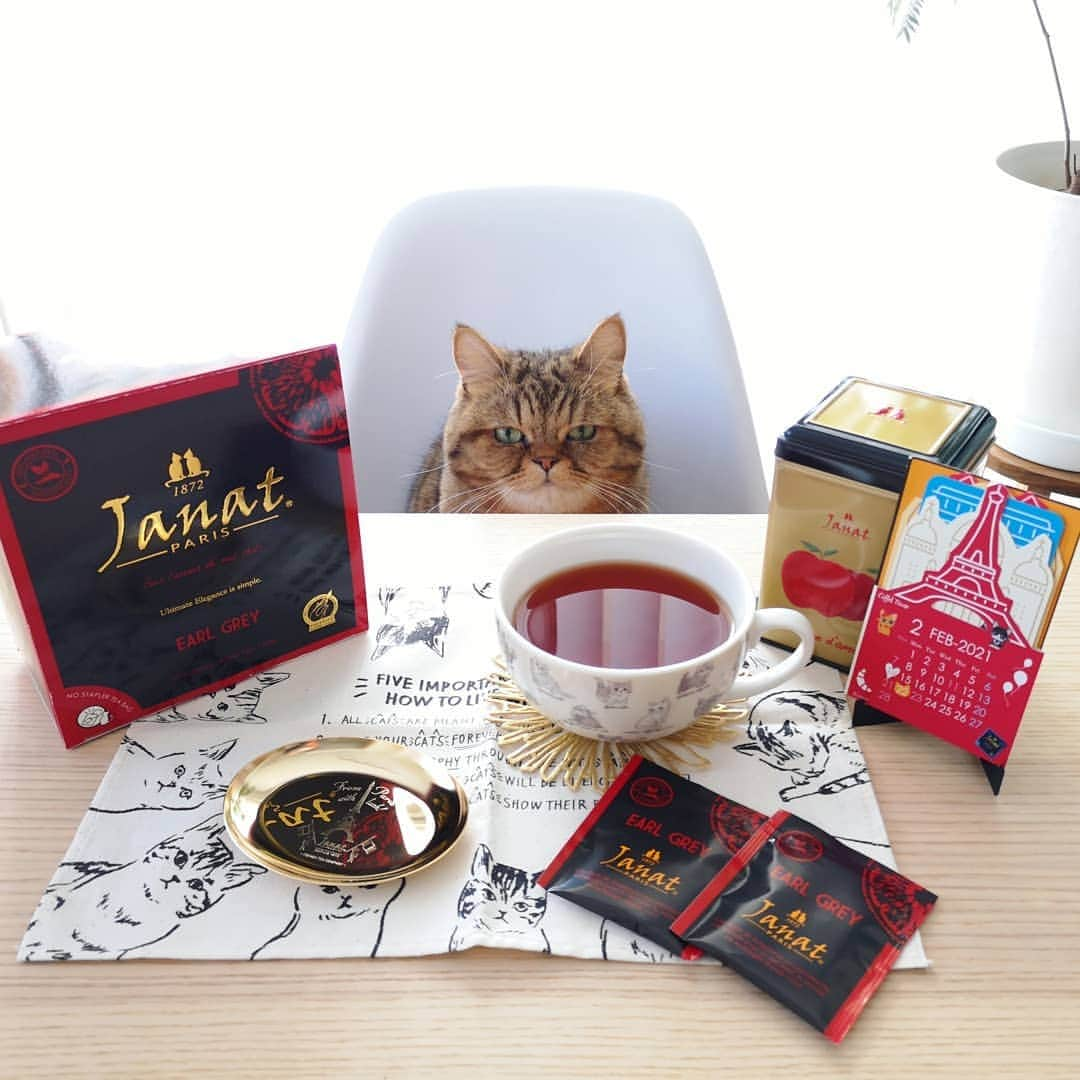 寅次郎（とらちゃん）さんのインスタグラム写真 - (寅次郎（とらちゃん）Instagram)「☆ Let's have afternoon tea with me🐈☕️💓 . 僕と一緒にお茶しにゃい？ . @janat_paris さまより素敵な紅茶のセットをいただきました💓 . 紅茶の良い香りに癒されておうち時間が楽しくなります。  エコバッグや可愛いミニカレンダーもありがとうございました☺️ . #寅cafe . #cat #cute #meow #貓 #ねこ #エキゾチックショートヘア #無敵の親バカ同盟 #猫のいる暮らし #にゃんすたぐらむ #ペコねこ部 #ねことの暮らし #おうち時間 #おうちカフェ #紅茶 #ジャンナッツ #アフタヌーンティー」2月11日 13時12分 - torachanthecat