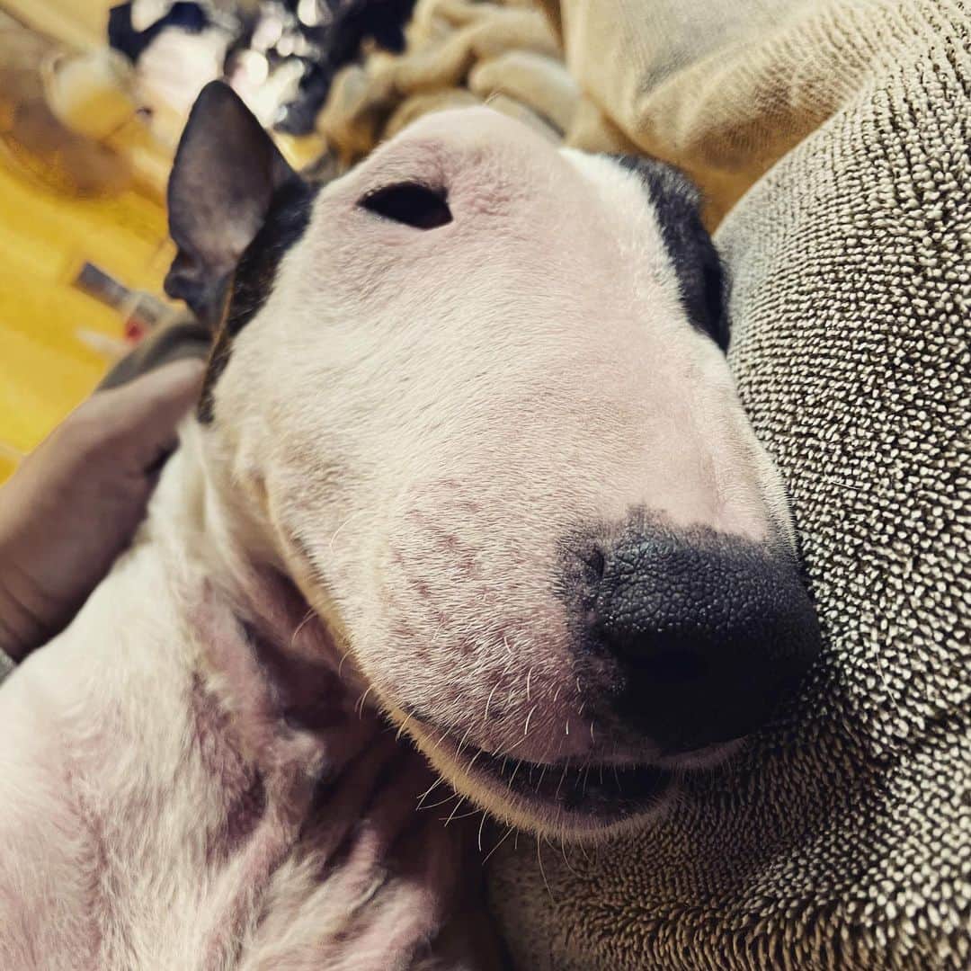 Q太郎さんのインスタグラム写真 - (Q太郎Instagram)「#minituru#bull#terrier#minibullterrier#miniturubullterrier#dog#dogstagram#cute#qtaro#love#family#ミニチュア#ブルテリア#ミニチュアブルテリア#Q太郎」2月11日 13時24分 - qtaro.jun