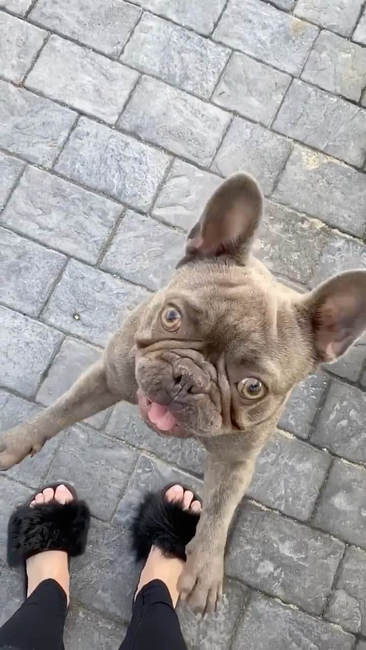 animalsのインスタグラム：「Never give up 🥺❤️ Here is a little story about @thelilacfrenchie's (Hudson) journey through spinal surgery ❤️  "When Hudson was a puppy he went paralyzed in his back two legs! Right away we started trying to figure out what happened, we hit many dead ends but many many vet appointments later we found out he had kyphosis and needed spinal surgery! The only chance at a normal life for Hudson was spinal surgery but even with that the vet said he hadn’t seen a case this bad and wasn’t sure if he would ever walk. • • Once we decided to go ahead with the surgery Hudson spent a week in San Diego and I stayed at a hotel near by visiting everyday as many times as a could! Once we brought him home it was crate rest for a few weeks and then physical therapy in hopes he would gain feeling in his back two legs! From his first kick with his back legs to his first steps again Hudson fought like a frenchie through it all! Today Hudson is a crazy puppy with a slightly silly walk but pain free and happy🤍 • • This little video is just a glimpse into what life was like for him with kyphosis and how hard he fought! Hudson has come a long way 🤍" Video by: @thelilacfrenchie」