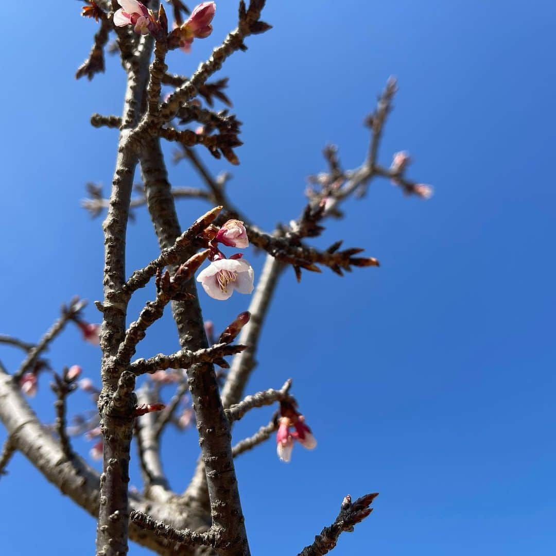 松村太郎のインスタグラム：「#カンザクラ #東京 #Tokyotoday #Sakura #🌸」