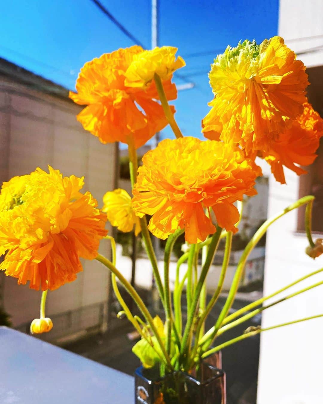 tokuのインスタグラム：「1週間以上前に頂いたお花、 花びらが結構落ちてしまいましたが、 まだまだ鮮やか。」