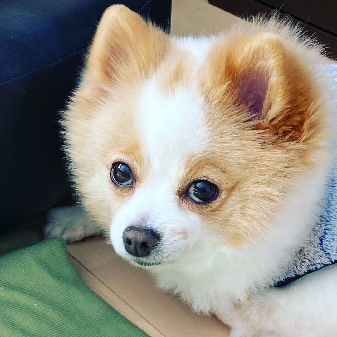 匠ひびきのインスタグラム：「今日は、洗濯日和〜💕 モモちゃんは、リビングの隅で、何処か行きますか？ モモも、行くですか？と 私の足元をジッーと見つめながら、私が自分の部屋に行ったら、着いてくる🙀 玄関から、洗濯物をひっくり返しに行っても、玄関迄、着いてくる。  お昼寝していいよ💤💤  どっか行くでつね😅 行かないよーー😅  バレンタインのチョコレートを頂き、箱を開けると私が可愛いーーー😍と声を上げると、モモのでつか？？ 見せて下さいでつー😊  モモちゃんは、食べれないよ🙀 プイッと自分の場所へ。  改めまして、バレンタインに数々のチョコレートを頂き、感謝の気持ちでいっぱいです。  この日が近づくたびに、 男役だった時、舞台でメイクをすると男役‼️ でも、楽屋入りや楽屋出など、舞台メイクしてない時は、本名の私に近く、どんな顔して、有難うって受け取ったら良いかな？って、いつも恥ずかしかった事を思い出します。手紙を読むと、あの場面のあの時のあの手、あの目が良い〜❤️って読むと、嬉しい〜😘って思ったものです。 今、本当にコロナ禍で、人と出会う時間も減り、モモとの時間がとても癒されます。 モモがいてくれる事に、本当に幸せを感じる毎日です。」
