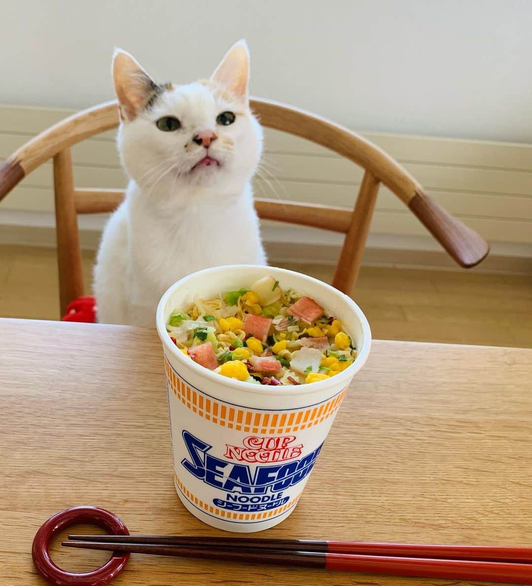 マルのインスタグラム：「🍜おひるごはんはカップ麺 これ美味しいみん₍^·͈༝·͈^ฅ . アニメ #呪術廻戦　で見て 美味しそうだな〜ってやってみたら ハマってしまいました😆 . 作り方 日清のシーフードヌードルに 鷹の爪を入れる (お好みの量で、私はちょい辛めが好き) そこに温めた牛乳150㎖を入れ お湯をカップの内側の線まで注ぐ。 アニメでは、 冷たいままの牛乳をカップの半分くらい まで注いでから、熱々の熱湯を注ぐと言ってたけど、ぬるいのは嫌なので牛乳は温めてます。そして鷹の爪は必須です。 シーフードヌードルはそのままでも 美味しいのに、これもまた美味しい〜🤤  . . . . #おひるごはん#jujutsukaisen#カップヌードル#food#stayhome#癒し#にゃんすたぐらむ#おうちごはん #おうち時間#cat#猫#三毛猫#猫との暮らし #ねこすたぐらむ#ペコねこ部#instagood#ふわもこ部#ねこのきもち」