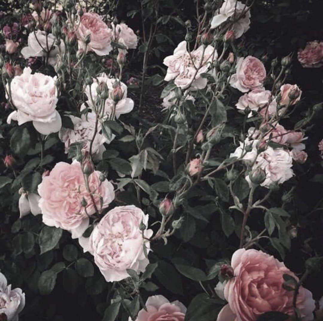 のインスタグラム：「🥀❤︎」