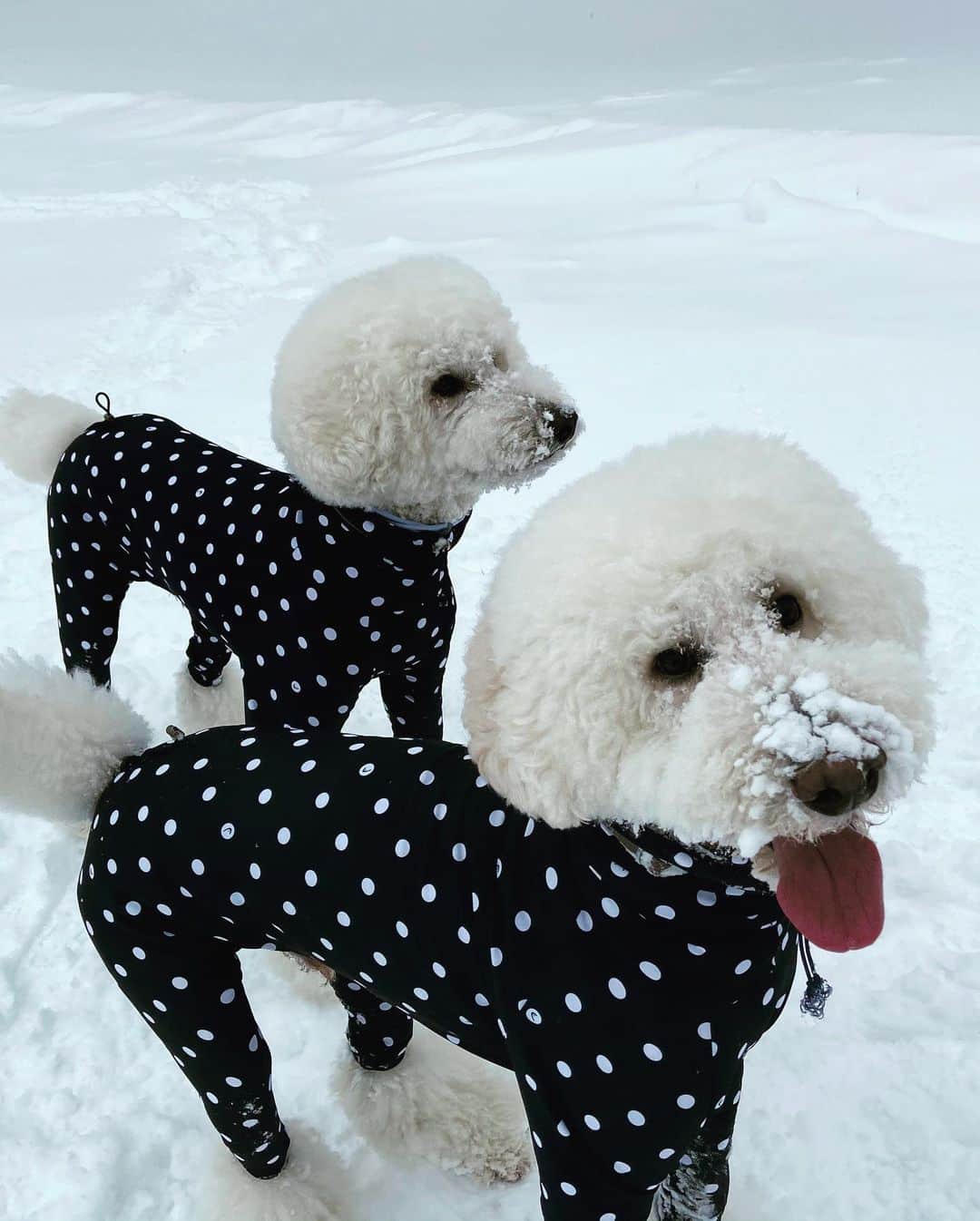 たまねぎさんのインスタグラム写真 - (たまねぎInstagram)「. . 雪遊びの帰り道 その座り方！！ 時々、背中にチャックあるんじゃないかと思う（笑）  #standardpoodle #dog #lovedogs #スタンダードプードル #poodle #dogstagram #いぬのいる生活 #いぬのきもち #犬と暮らす #いぬなしでは生きていけません  #多頭飼い #雪遊び #人間座り #雪遊びの帰り道 #濡れてボロボロボサボサ💦」2月11日 14時17分 - tamanegi.qoo.riku
