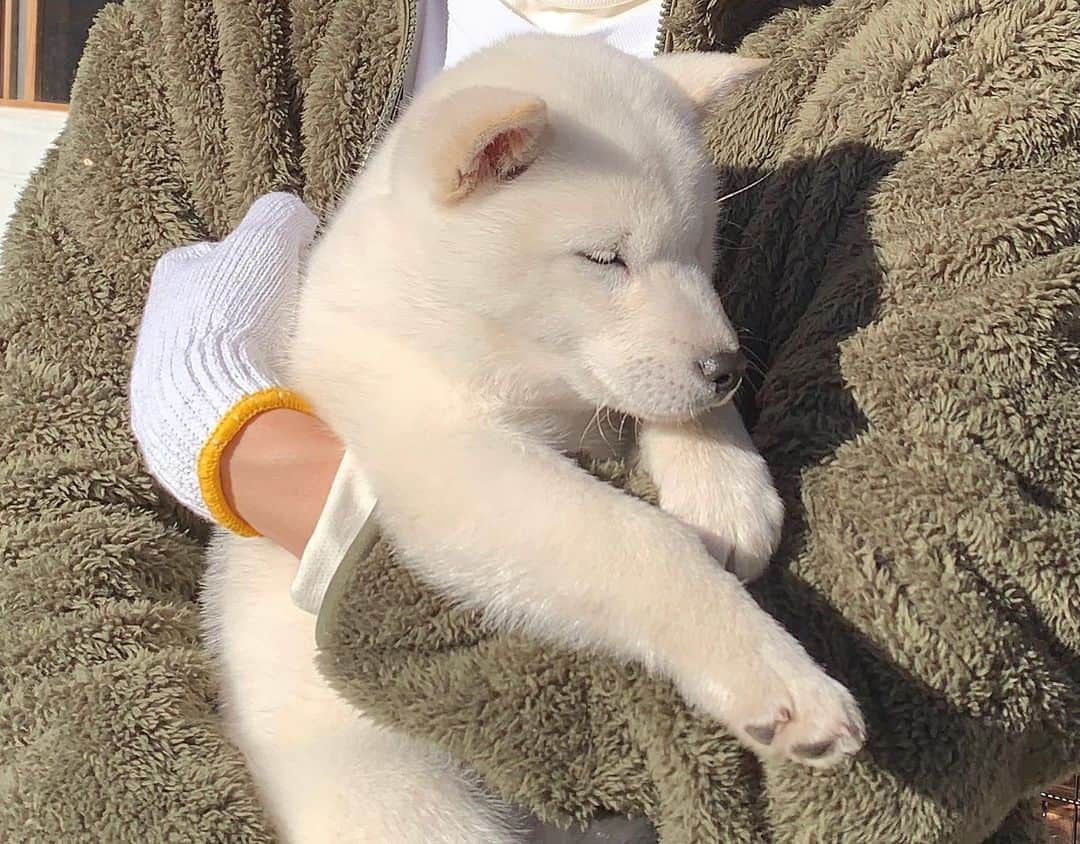 藤岡真威人さんのインスタグラム写真 - (藤岡真威人Instagram)「新しく来てくれた北海道犬の「ミルク🥛」です！﻿ お顔がかわいいいいいいです本当に。みんなにもお裾分けします😇﻿ 元気すぎるって言う一面もあります﻿ ﻿ 二枚目は、抱っこしてたらいつのまにか寝てたって写真です笑﻿ ﻿ @minnano_zoo_ntv   #日本犬#北海道犬#ミルク」2月11日 14時10分 - maito_fujioka