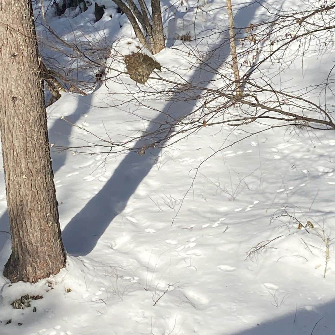井上荒野のインスタグラム：「動物たちの足跡。好き勝手に歩いてるなあ。リスと、たぶんウサギ。イタチもいるかも。」