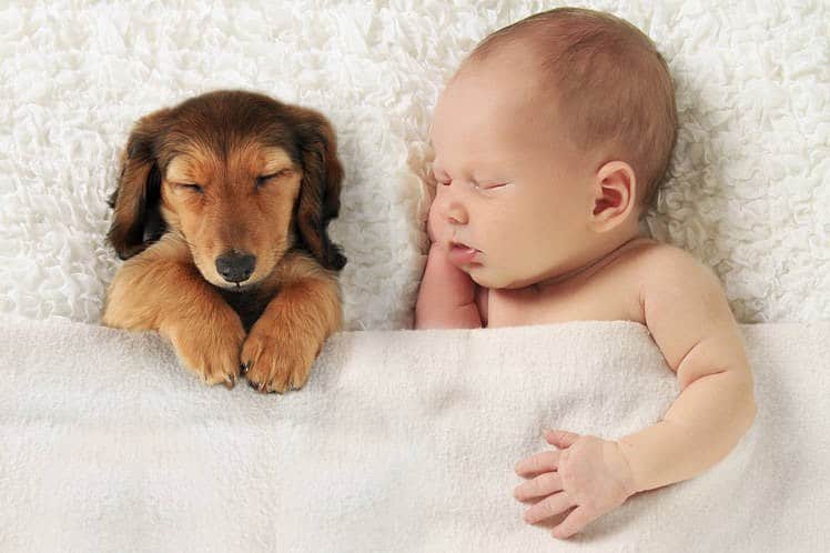 Baby Animalsさんのインスタグラム写真 - (Baby AnimalsInstagram)「Nap time! 😊」2月11日 5時35分 - thebabyanimals