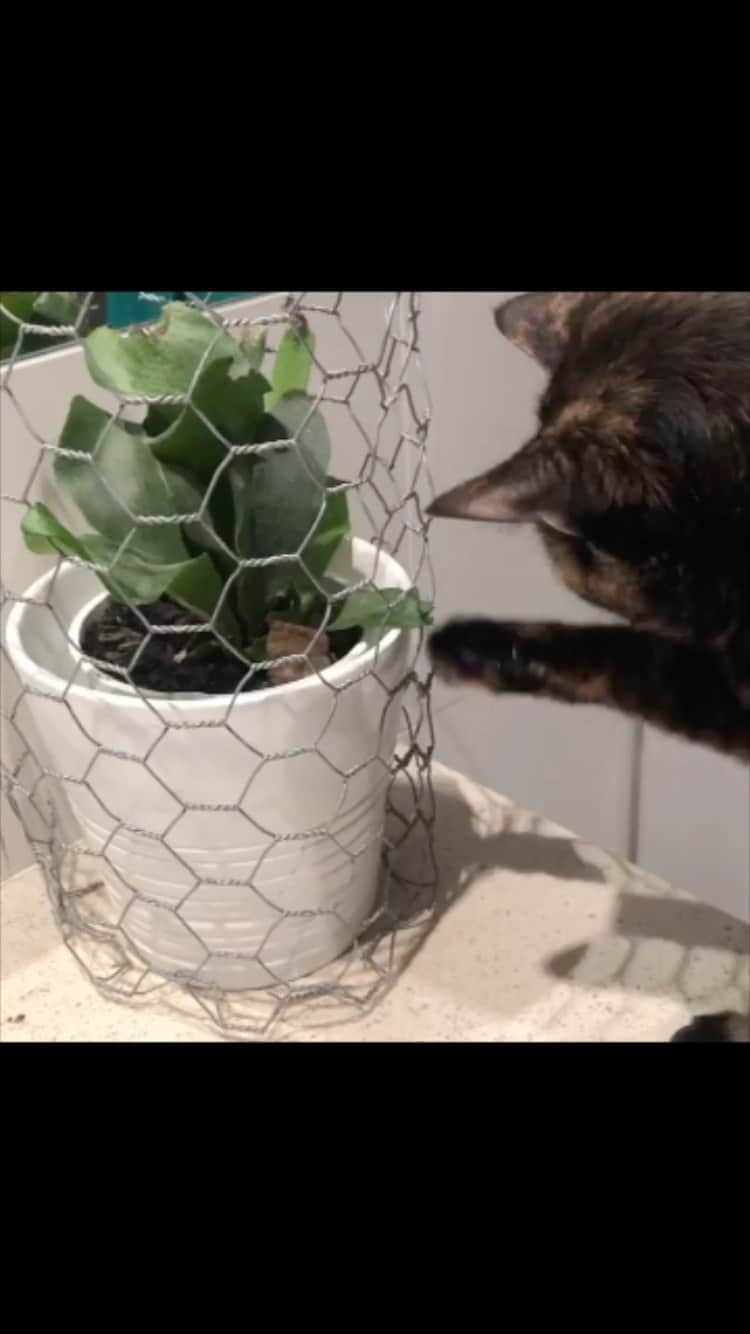 The Cats Of Instagramのインスタグラム：「#Repost • @queen.nyx The human thought this would protect the fern 😹😹」