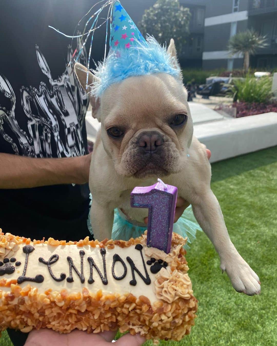 シエラ・ラミレスのインスタグラム：「happy 1st birfday to my fur baby @lennonlafrench! in what has felt like the longest year ever, time really flew with you. you’re my favorite thing in the world, even if you pee on everything i love🥺🤍 i woof you🐾」