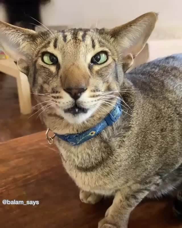 のインスタグラム：「From @balam_says: “🔊 Best meow medley in the universe. Listen with sound!!!!!” #catsofinstagram ⁠ ⁠」
