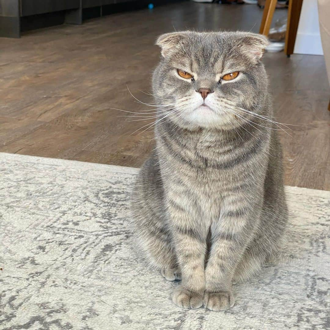 Aww Clubさんのインスタグラム写真 - (Aww ClubInstagram)「Caption this⠀ ⠀ 📷@hi_iamolive⠀ ⠀ #meowed #hiiamolive #captionthis #😾」2月11日 7時00分 - meowed