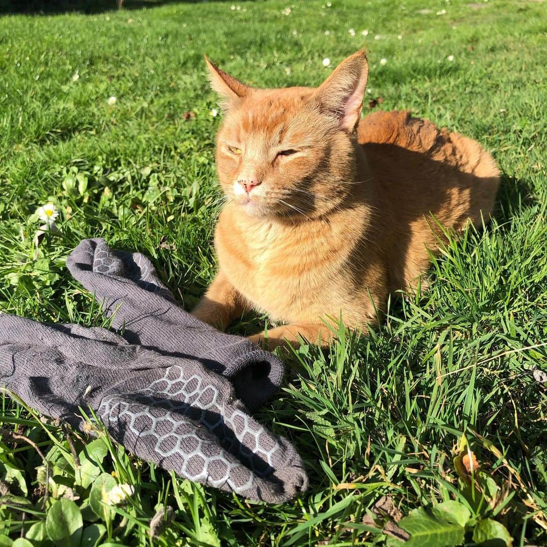 のインスタグラム：「STOLEN: ball of socks. Night of 2/8. #snorrithecat #catburglar」