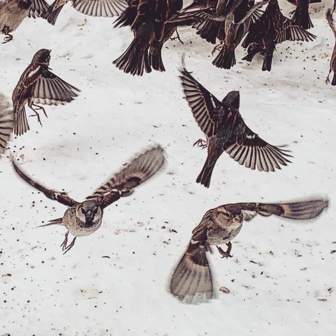JULIEN D'YSさんのインスタグラム写真 - (JULIEN D'YSInstagram)「Mes petits piafs de #centralpark #moineaux de paris #sparrow  food time #snow#ice #february10.2021 ❄️❄️❄️❄️❄️❄️❄️❄️❄️❄️❄️❄️❄️#newyork 💙」2月11日 7時14分 - juliendys