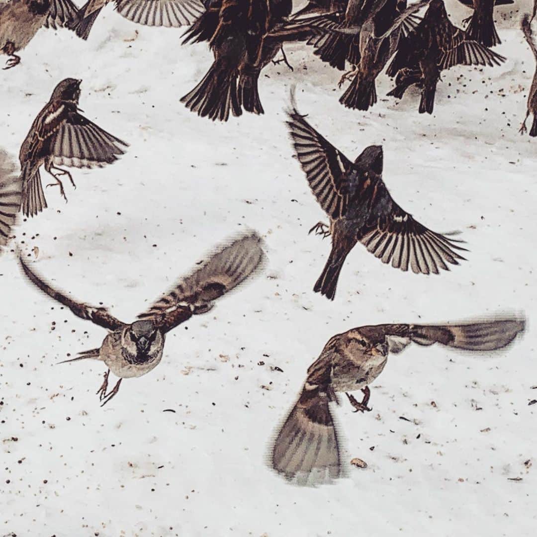 JULIEN D'YSのインスタグラム：「Mes petits piafs de #centralpark #moineaux de paris #sparrow  food time #snow#ice #february10.2021 ❄️❄️❄️❄️❄️❄️❄️❄️❄️❄️❄️❄️❄️#newyork 💙」