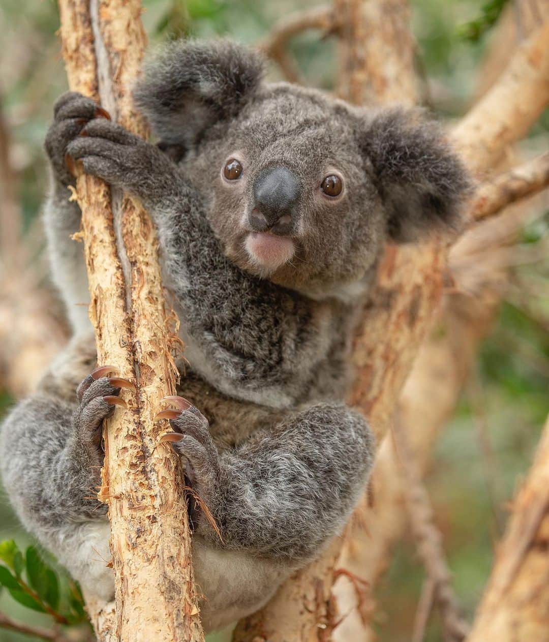 San Diego Zooさんのインスタグラム写真 - (San Diego ZooInstagram)「This koalafied tree hugger stars in the new season of The Zoo: San Diego. 🐨 Stream the 2-hour premiere now only on discovery+. New episodes air every Saturday. #TheZooSD #KoalatyStream #SanDiego #Koalafornia #SanDiegoZoo」2月11日 7時44分 - sandiegozoo