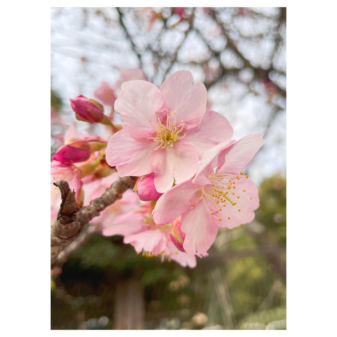 林愛夏さんのインスタグラム写真 - (林愛夏Instagram)「この前、歩いてたら桜が咲いていました💕💕﻿あたたかい季節が待ち遠しいなぁ﻿ ﻿ と、もう一枚は”いつの？”という写真﻿ パークで食べるチキンってなんであんなに美味しいんだろう🍗✨﻿ ﻿」2月11日 7時55分 - baby_manatsu