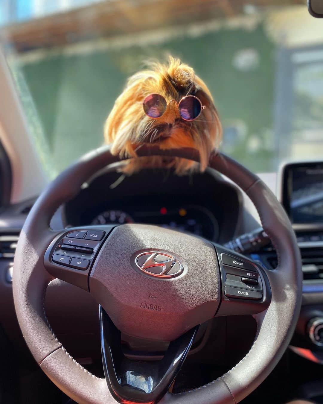 Bobのインスタグラム：「Cada um no seu estilo pra andar de  HB20 1.0 TGDI Diamond Plus!  @hyundaibr afinal ninguém quer ficar de fora das #ExpediçõesOlaPet com a trupe da @olapet.friendly 🐾🐾 . #ExpediçõesOlaPet #HyundaiPets  . #petlovers #hyundai #hb20 #expedições #viagens #viagemcompets #dicasdeviagem #roteiros #hotelaria #gastronomia #turismo #corporativo #entretenimento #doglovers #dogsofinstagram #pets」