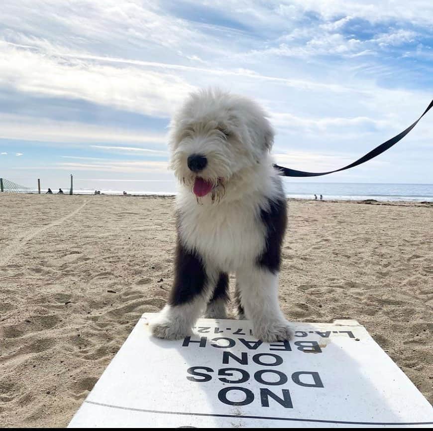 DogsOf Instagramのインスタグラム：「“I don’t know how to read 🤷‍♂️” — @malibu_broes   #dogsofinstagram #sheepdogsofinstagram #nodogsonbeach」