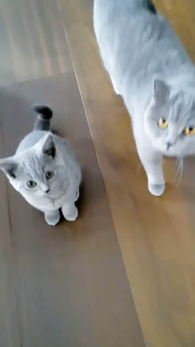 The Cats Of Instagramのインスタグラム：「#Repost • @mochithecatto Omg. Nacho used to be so small. 🥺❤️」
