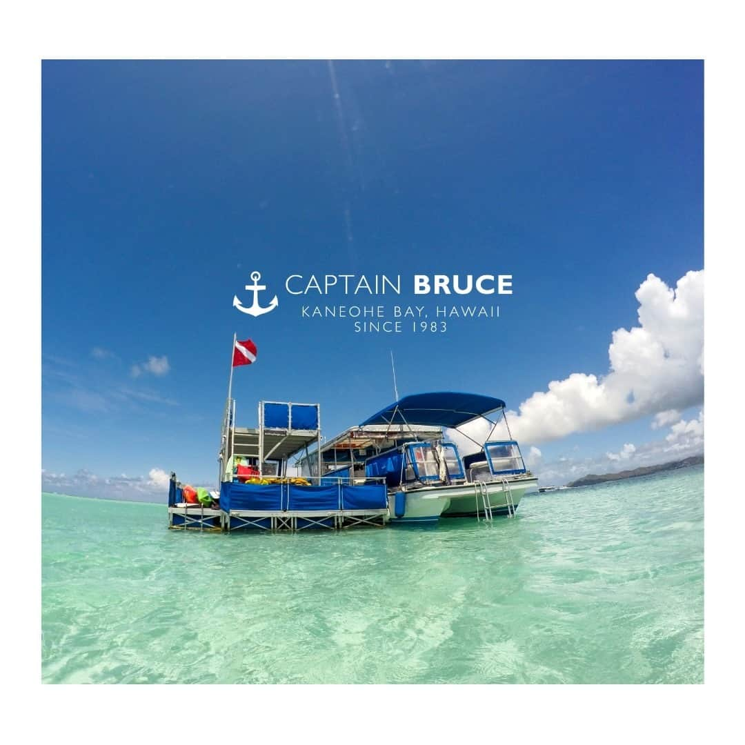 Luxury Cruise by Captain Bruceのインスタグラム：「金曜日も催行決定！⁠ ⁠ 只今ツアーを限定催行しております！⁠ ● タートルウォッチング&シュノーケリングツアー⁠ ● 催行日：金＆土⁠ ● 時間帯：午前＆午後⁠ ⁠ 人数限定のため、すぐに満席になってしまいます。⁠ ご希望の方は早めのご予約をお願いいたします😊⁠ ⁠ 🔹プライベートチャーターは、月～土まで毎日⁠ ⁠ ⁠ #captainbruce #kaneohesandbar #hawaii #oahu #fun #explorehawaii #ahuolaka #ahuihou #ocean #water #island #aloha #havealohawilltravel #hawaiiinstagram #キャプテンブルース #天国の海ツアー #天国の海 #サンドバーツアー #アフオラカ #ハワイ大好き #オアフ島 #絶景 #海」