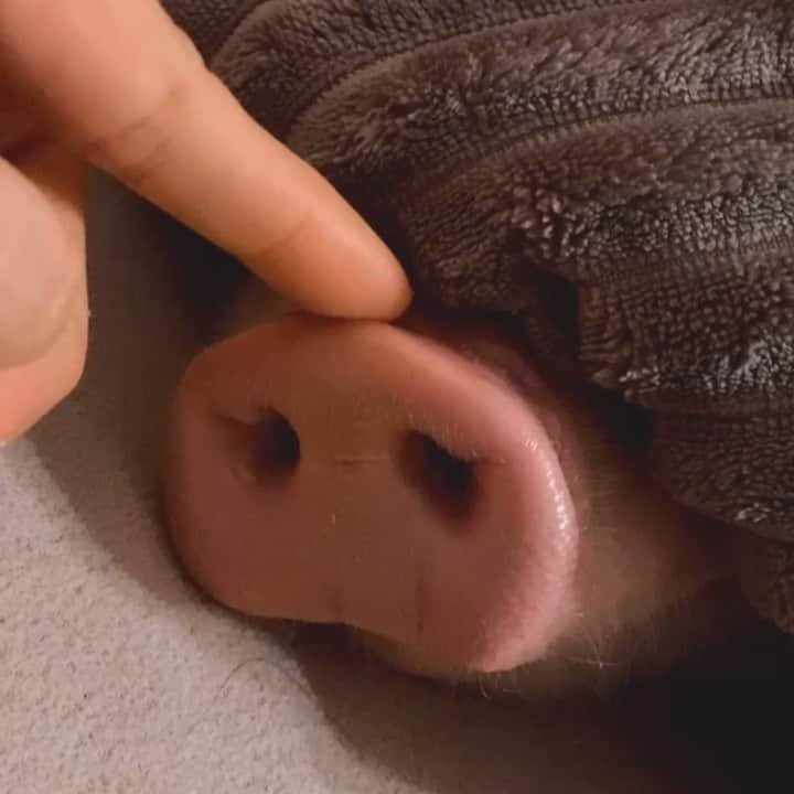 のインスタグラム：「Boop that snout! 🐽👈🏼」