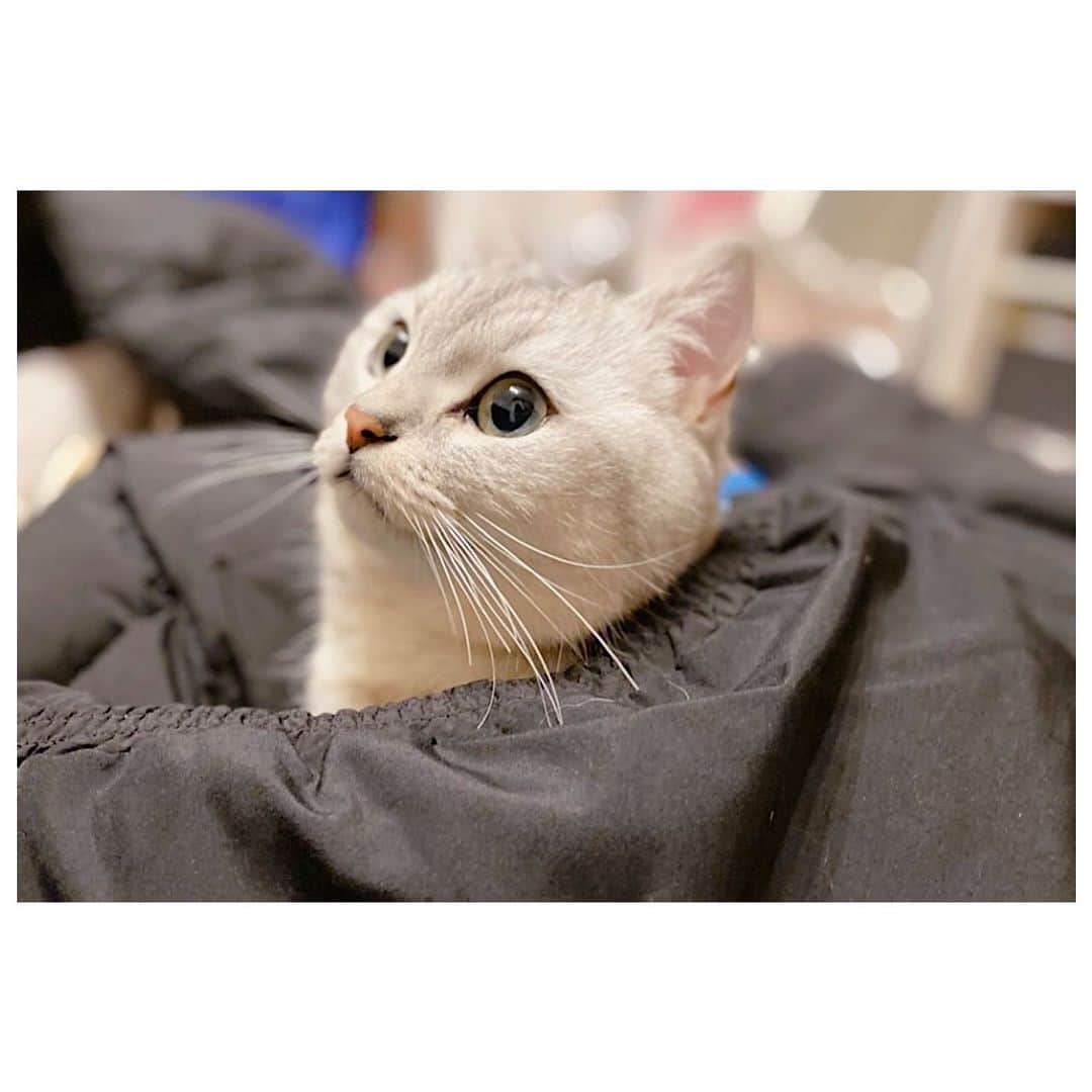 山谷花純さんのインスタグラム写真 - (山谷花純Instagram)「ダウンジャケット見つけるとすぐ潜る。  #ミヌエット #まるとの生活 #猫がいる生活 #にゃんすたぐらむ」2月11日 8時33分 - kasuminwoooow