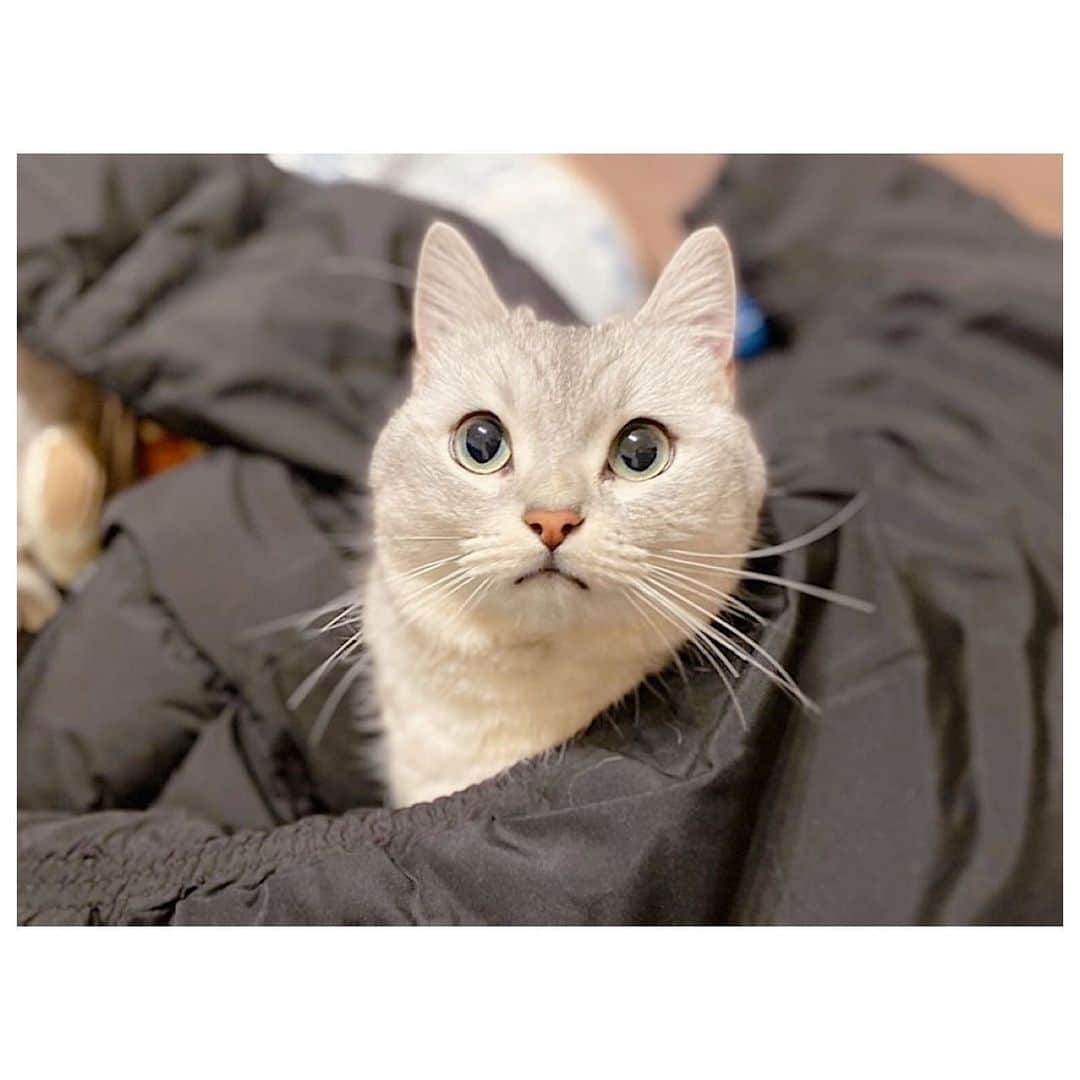 山谷花純さんのインスタグラム写真 - (山谷花純Instagram)「ダウンジャケット見つけるとすぐ潜る。  #ミヌエット #まるとの生活 #猫がいる生活 #にゃんすたぐらむ」2月11日 8時33分 - kasuminwoooow