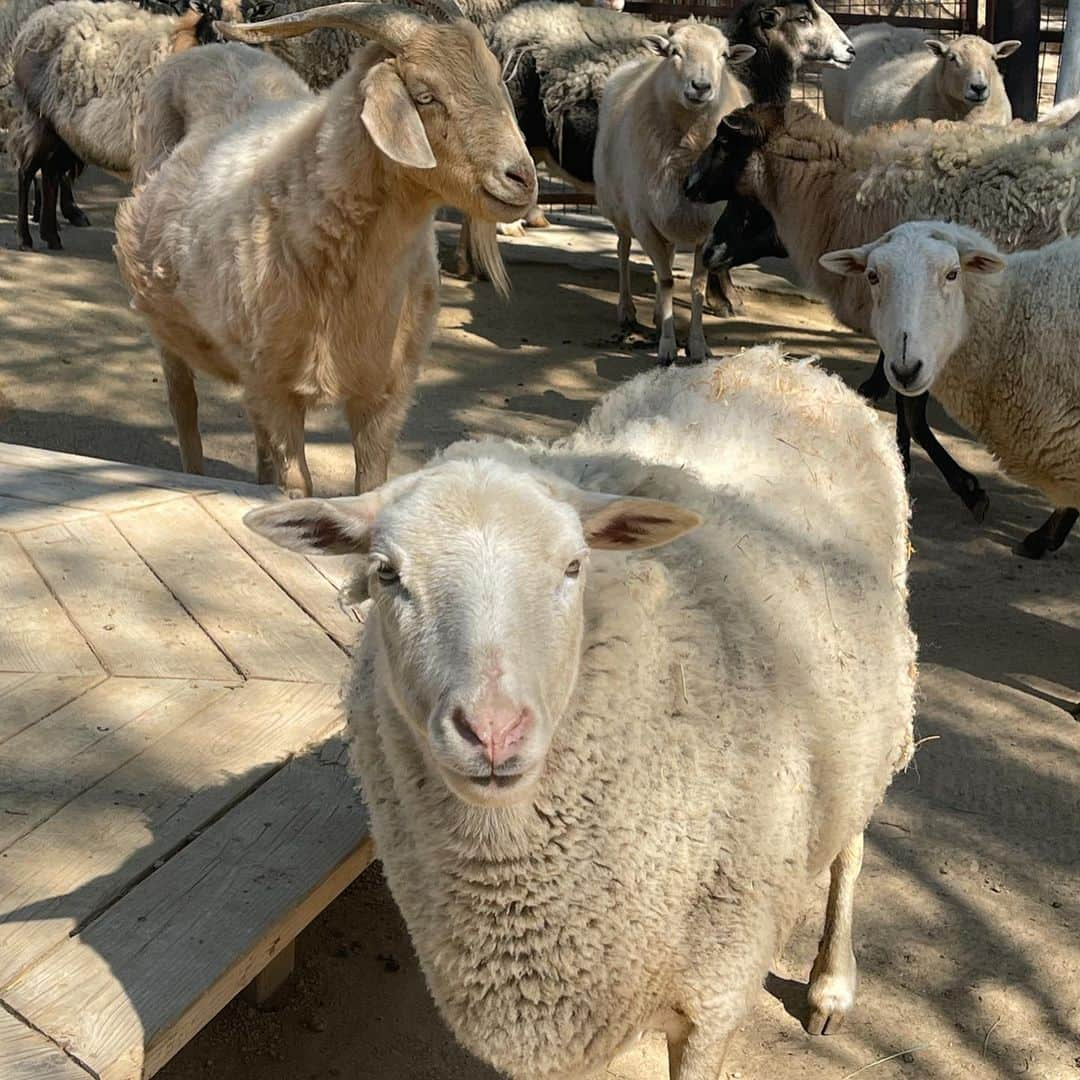 クリステン・リッターさんのインスタグラム写真 - (クリステン・リッターInstagram)「Had a beautiful day visiting the animals at @thegentlebarn with my baby - this is a magical place and they need our donations more than ever as they navigate the pandemic. Please show them some love if you can and be sure to visit as soon as they open to the public.  #grateful @ellielaks」2月11日 8時33分 - therealkrystenritter