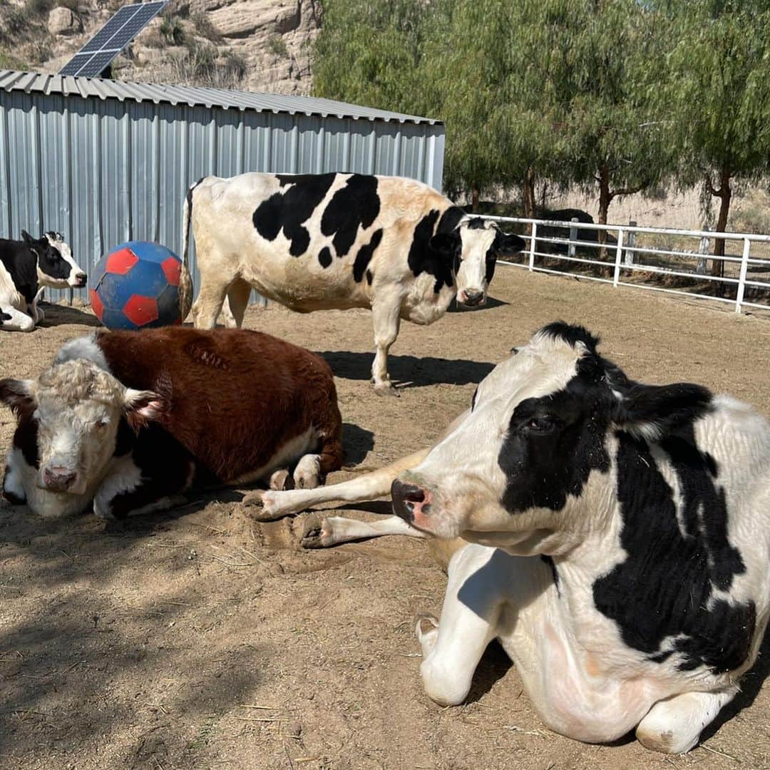 クリステン・リッターさんのインスタグラム写真 - (クリステン・リッターInstagram)「Had a beautiful day visiting the animals at @thegentlebarn with my baby - this is a magical place and they need our donations more than ever as they navigate the pandemic. Please show them some love if you can and be sure to visit as soon as they open to the public.  #grateful @ellielaks」2月11日 8時33分 - therealkrystenritter