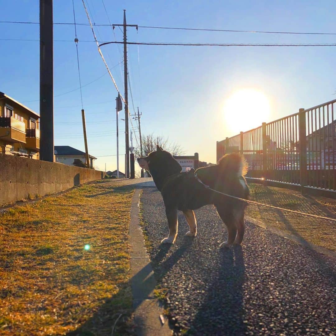 小川博永さんのインスタグラム写真 - (小川博永Instagram)「朝昼の寒暖差が激しい日が続いております。  #今朝まる #ししまる #dog #dogs #柴犬 #黒柴」2月11日 8時34分 - ogawahironaga