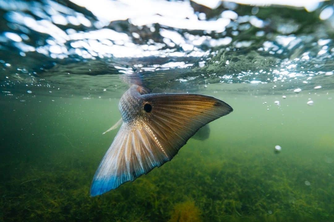 Costa Sunglassesのインスタグラム：「Farewell fin. 📷: @austincoit #SeeWhatOutThere #BornOnTheWater」