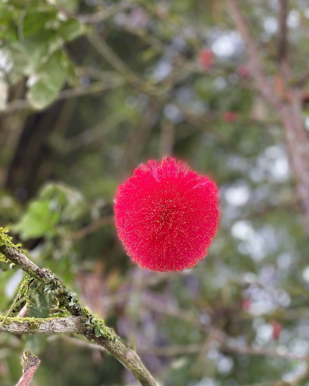 タリアナ・バルガスさんのインスタグラム写真 - (タリアナ・バルガスInstagram)「El arbol es una zygia, un genero con mas de 50 especies. No sabemos cual especie ni de adónde es pero me cautivo su color y hermosura. Lo conocían? #zygia」2月11日 8時57分 - talianav