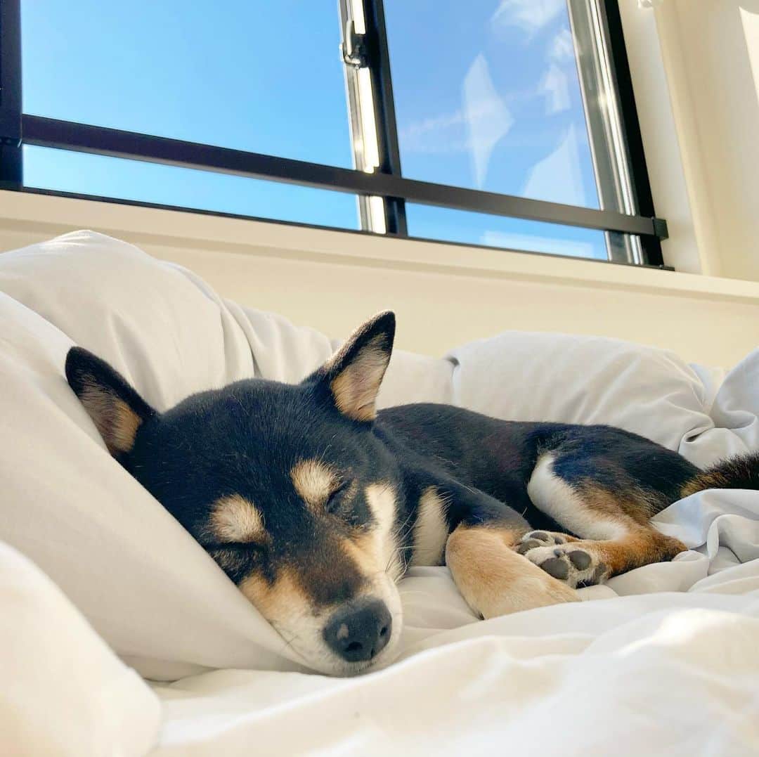 vo_coのインスタグラム：「🐾 朝ごはんを平らげたら間髪入れずに二度寝 ん？お散歩？ 聞こえませーん ＊ #休日の正しい過ごし方 #shibastagram #instashiba #shiba #shibainu #黒柴 #柴犬」