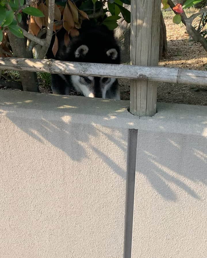 shibainu berryのインスタグラム