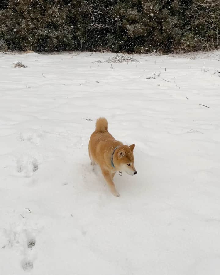 まる（まるたろう）のインスタグラム：「Look, it's snowing! ✨🐶☃️✨あんこちゃん会いに来たよ〜 #雪すごいね #何して遊ぼっか #パパにかまくら作ってもらおっか」