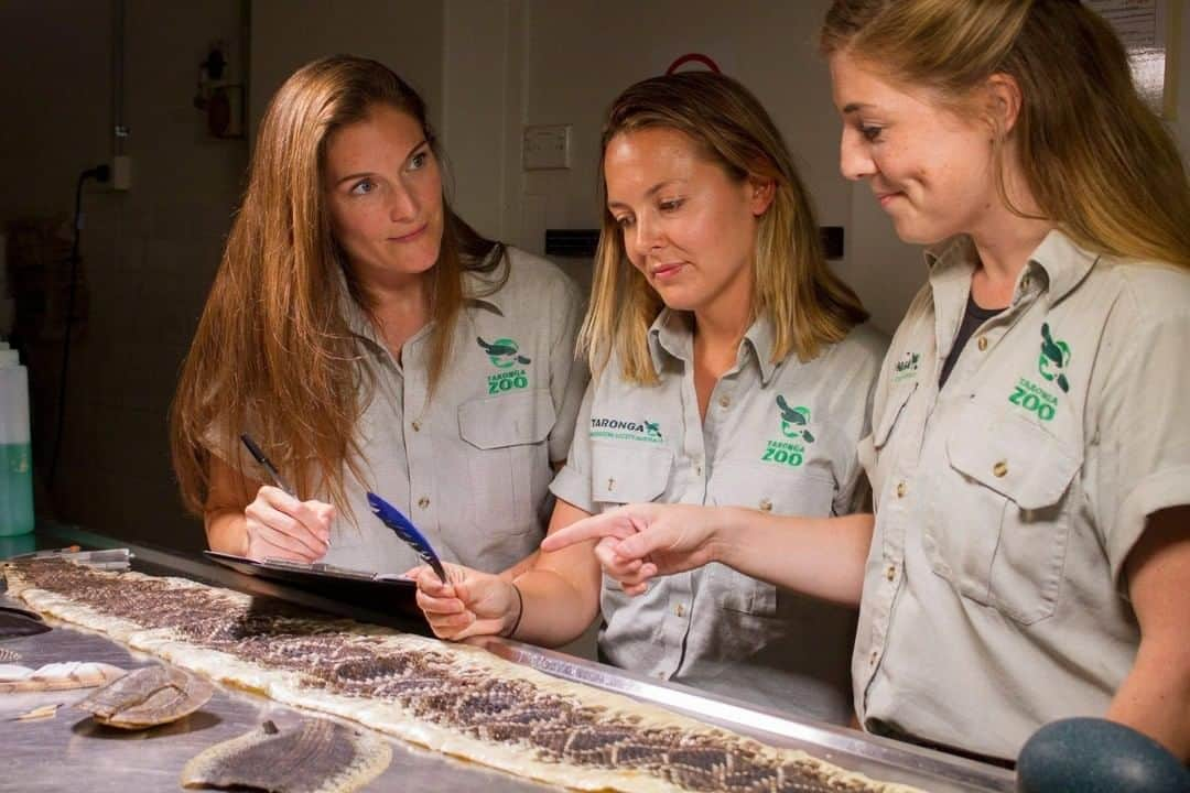 タロンガ動物園さんのインスタグラム写真 - (タロンガ動物園Instagram)「Today, on the International Day of Women and Girls in Science, Taronga acknowledges the phenomenal work done by a team of women in science to assist us in our mission to secure a shared future for wildlife and people.    Science underpins so much of what we do at Taronga, and we have a specialist, multi-disciplinary team of scientists from Taronga Zoo in Sydney and @tarongawesternplainszoo to support us in our conservation goals. At Taronga, 67% of the Welfare Conservation and Science team are female, leading the way with projects focused on wildlife health, biodiversity conservation, ecology, nutrition and conservation behaviour and welfare.  As an organisation, we are committed to providing a culture that supports and enables diversity across gender, cultural background and other workforce dimensions and in doing so advancing our conservation science programs and ensuring Taronga remains a leader in conservation.   Follow along today as we highlight just some of the science work done by our female scientists, or take a deep dive into how women in science are leading the way in conservation on our website- www.taronga.org.au/conservation-and-science/our-contribution    #forthewild #WomenInScience」2月11日 9時15分 - tarongazoo