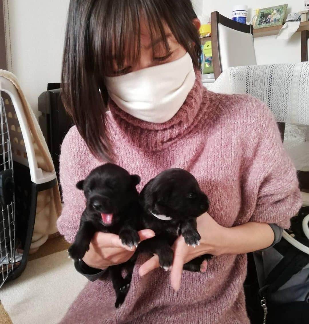 のインスタグラム：「みんなみんな家族募集中です☺ ️🐈🐕‍🦺💕 ＼(^ω^)／✨ @gomashio95  @nekosupport  @dogsalon.rip  @fostersalon.japan   動物好きの人間のひとりとして、 トリマー✂️として、 犬猫の里親探しのお手伝いを させて頂いています。☺️  里親になりたい というお声も沢山頂き、 生の声に、 嬉しく思うと共に、  里親になる という事への認識の違いに 戸惑うことが多々あります。  タダで誰でも貰える、面倒を見てやる、 という感覚の方、 血統書付きの子でもないのに 何故お金を払うの❓😤  というお声も時々頂きます。 知らない方は仕方ないのかな、 とも思いまして、、  ご理解頂きたく、ここに 記させてください🙏  保護活動は 現状、善意のボランティアです。 少なくとも、私が関わらせて頂いている方々は、 自分の仕事の合間に時間を作って活動しており、 誰もお金儲けはしておらず、 自分の持ち出しの場合も、多々ある程です。  譲渡の時にご負担頂くお金は、 その子の命にかかったお金であり、 保護活動に関しての命をつなぐ最低限のものです。 お金儲けの為のものは一切ありません。  （追記✏️そうでない場合もありますし、中にはチャリティや保護活動を謳う悪い団体や人間も、残念ながらいるようなので😤注意は必要です。詐欺も増えています。安易に信じて、お金を振り込んだりせずに、納得いくまで調べたり、質問してください。⚠️🚨）  血統書付きの子であろうと 雑種であろうと、 命に関わるお金については同じです。  そして、 色んな環境で育ち、 人間に対して不信感があったり、 病気を抱えていたり、 難しい子も沢山います。 やっかいに思える事も、 全部ひっくるめての、 生涯家族になるのが、里親です。  保護動物でなくても、 ペットを飼う事への覚悟は 共通する事かと思います。  このインスタを見て頂いている 殆どの方は、 そんな当たり前の事🤔 と思っていらっしゃる事と思いますが  遺棄され、保護される動物が 未だ沢山いる、 という現状なのが悲しい現実、という 事を目の当たりにしております。  もしもこれから 動物を家族に、 と考えていらっしゃる方は、 いま一度、 自分の未来、家族の未来、動物の未来、 色んな未来を想像して、 生涯面倒を見る事が出来るのか、 考えて頂きたいな、と思います。  そして 保護犬や保護猫の譲渡についての ご理解も深まりますように🥺  私の力は未熟でとても微力ですが、 力が合わされば大きな力になると思っています。 先輩方にご指導頂きながら自分に出来る範囲ですが、こつこつと、引き続きお手伝いを させて頂けたらと思っております☺️🐾  なんだか かしこまってしまいましたが、、  やっぱり動物は皆可愛い😍 みんなうちの子に、 という訳にはいかず歯痒いですが😭 みんな幸せになって欲しいのです。 幸せの為に、家庭環境など 少々不躾な質問などもさせて頂いたり、恐縮ですが、 譲渡希望の方には ご理解頂けたら、有り難く思います。  私の想いも含めて 長文になってしまいましたが、  命に対する、心のある認識が、 広まりますように願いを込めて。」