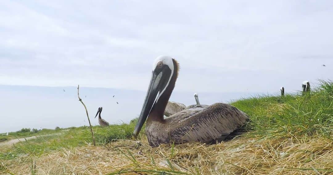スミソニアン国立動物園さんのインスタグラム写真 - (スミソニアン国立動物園Instagram)「🌊 Smithsonian Migratory Bird Center scientist Autumn-Lynn Harrison is using GPS tags on the Chesapeake Bay’s brown pelicans to track their migrations and better understand these iconic birds. VIDEO: https://youtu.be/AMPykPEs0JY. (Link in bio.)  . . .  #WomenInScience」2月11日 9時32分 - smithsonianzoo