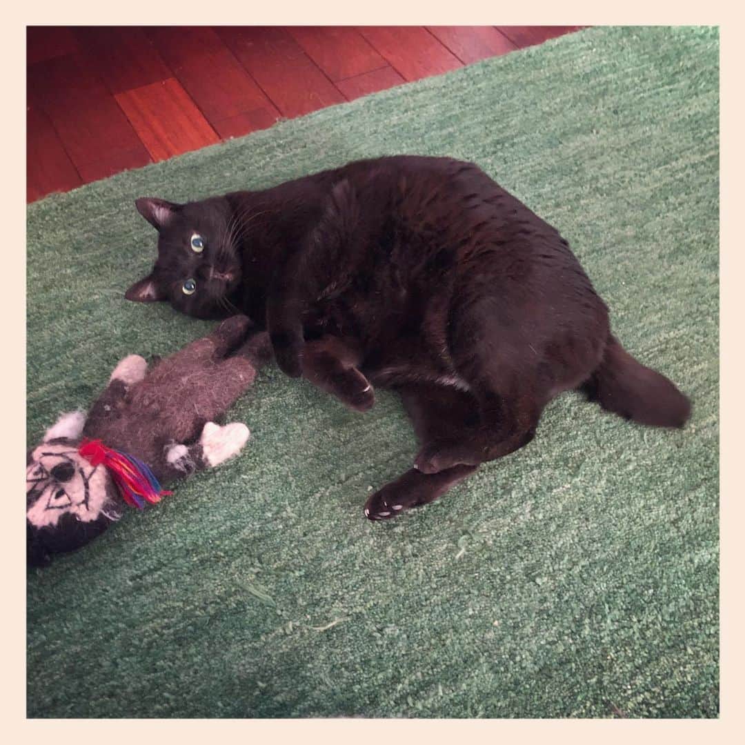 パンといっぴきのインスタグラム：「#元野良猫 #黒猫 #blackcat」