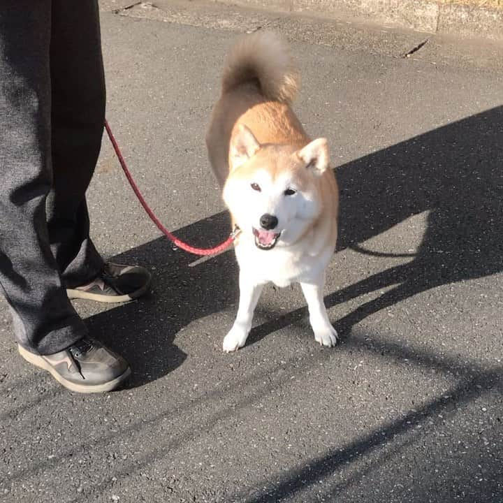 柴犬のモモのインスタグラム：「おはようございます。ここはおやつロード #いぬ #イヌ #犬 #柴犬 #赤柴 #日本犬 #犬バカ部 #ふわもこ部 #いぬら部 #癒しわんこ #柴犬マニア #犬のいる暮らし #口角キュキュッと部 #shiba #shibainu #shibadog #dogstagram #dogsofinstagram #shibastagram #shibasofinstagram #shibamania #inu #instadog #toyota_dog」