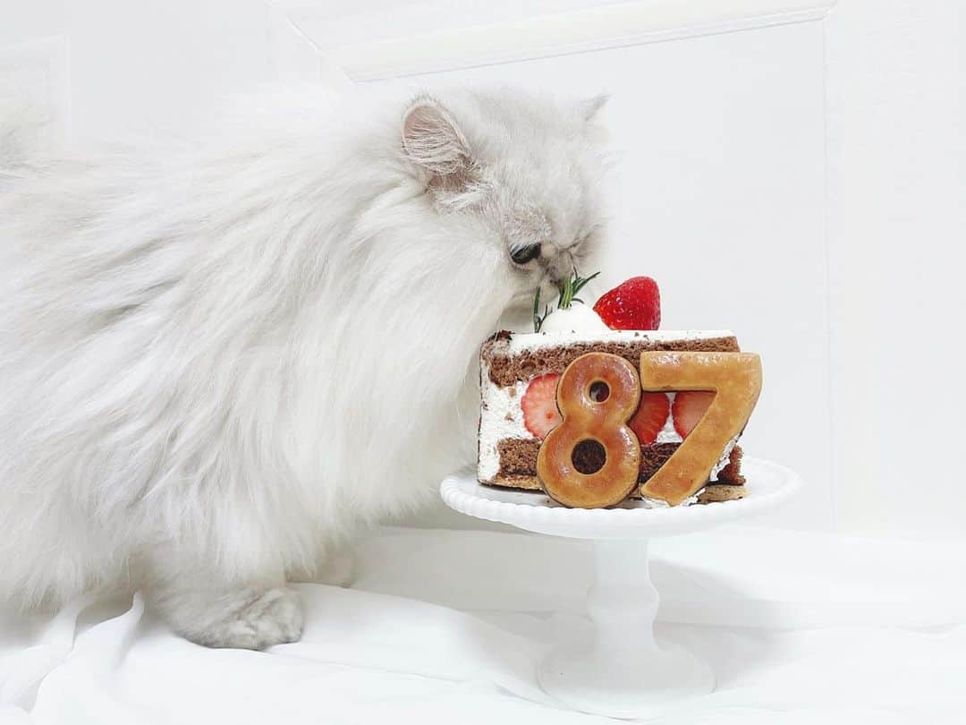 hanachan.officialさんのインスタグラム写真 - (hanachan.officialInstagram)「⠀  🐱🍰🍓🍪💗 ⠀ ⠀ #はなちゃん  #ケーキ #cake #87 #クッキー #デザート #yummy #dessert #いちご #かわいい #ショートケーキ #ラッキーセブン #チンチラシルバー #猫 #にゃんすたぐらむ #ねこのいる生活 #ふわもこ部 #ねこくら #白い部屋 #ホワイトインテリア #cat #pet #chinchillacat #persiancat #kawaii #chat #gato #고양이 #🍰 #🍓」2月11日 9時40分 - hanachan.official