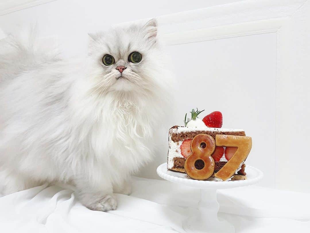 hanachan.officialのインスタグラム：「⠀  🐱🍰🍓🍪💗 ⠀ ⠀ #はなちゃん  #ケーキ #cake #87 #クッキー #デザート #yummy #dessert #いちご #かわいい #ショートケーキ #ラッキーセブン #チンチラシルバー #猫 #にゃんすたぐらむ #ねこのいる生活 #ふわもこ部 #ねこくら #白い部屋 #ホワイトインテリア #cat #pet #chinchillacat #persiancat #kawaii #chat #gato #고양이 #🍰 #🍓」