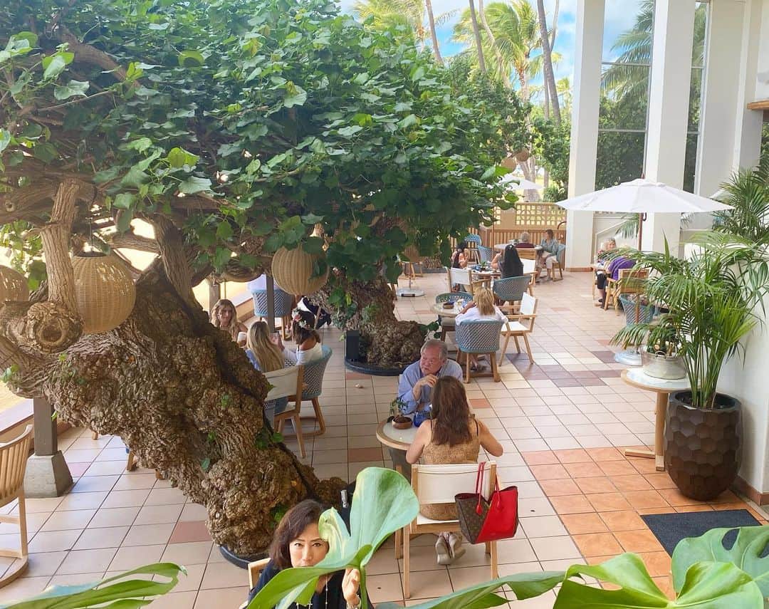 マキ・コニクソンさんのインスタグラム写真 - (マキ・コニクソンInstagram)「New Otani Kaimana Beach HotelからKaimana Beach Hotelに変わって初めてホテルに行って来ました！ Hau Tree LanaiがHau Treeに 改名されてました！  フロント、ロビー、Hau Tree など ホテル全体がビーチー⛱な感じに イメージチェンジしててビックリ！  そしてHau Treeでお友達とランチ！ アボカドトースト🥑と フレンチトーストとケールサラダ🥗 (アヒを入れてもらいました) ドリンクはバーテンダーにお任せしてモクテル(アルコールなしのカクテル)をオーダー！  今までの古き良きハワイのレトロな感じの ピンク時代も懐かしいけど生まれ変わったHau Treeもとっても素敵でした！ 居心地良くてついつい長居しちゃった！  大好きなカイマナビーチを見ながら食事するのは本当にサイコーのこーちゃん！👍🏼 実に美味しかった！😋 そして樹齢100年以上の 大切なHau Treeを残してくれて有難う！🙏🏻  また行きまぁす！😄  #ハワイの美味しいお店のおすそ分け🤙🏼  #hautreelanai  #kaimanabeachhotel」2月11日 9時49分 - makikonikson