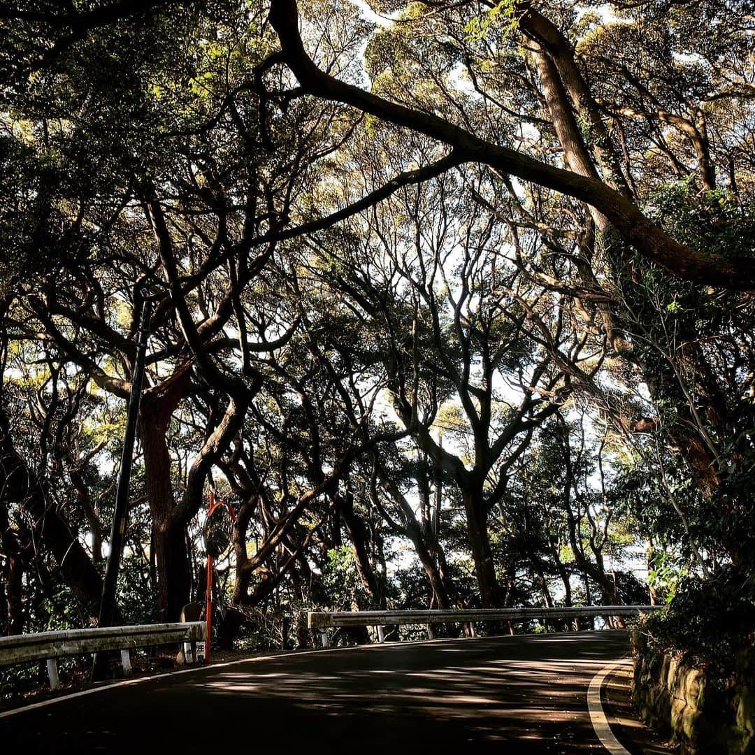 池内万作さんのインスタグラム写真 - (池内万作Instagram)「超久しぶりに半島ラン。 途中から半島ジョグになり、最終的には半島散歩にw けど気持ちよかったのでよし。 さてさて、家に帰ってなんかしようかな。 皆さま素敵な休日をお過ごしください〜(｀_´)ゞ #ランでした #真鶴半島 #stopデ部」2月11日 10時04分 - mandeshita