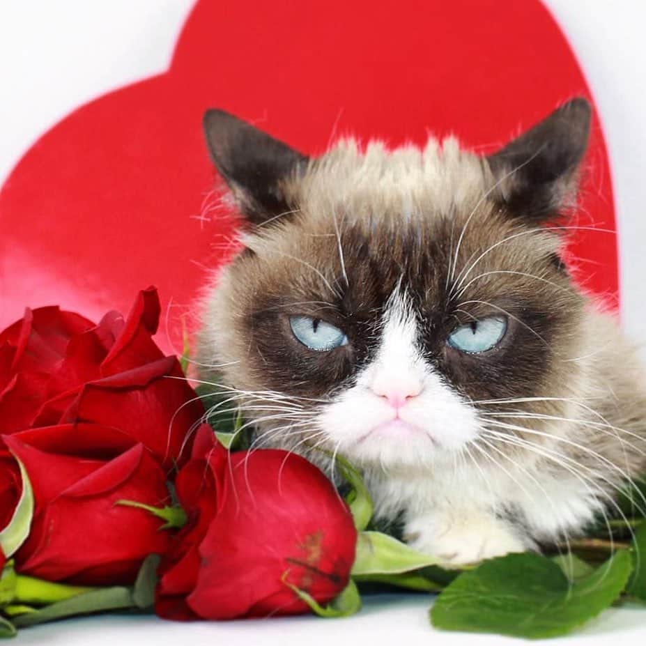 Grumpy Catさんのインスタグラム写真 - (Grumpy CatInstagram)2月11日 10時15分 - realgrumpycat