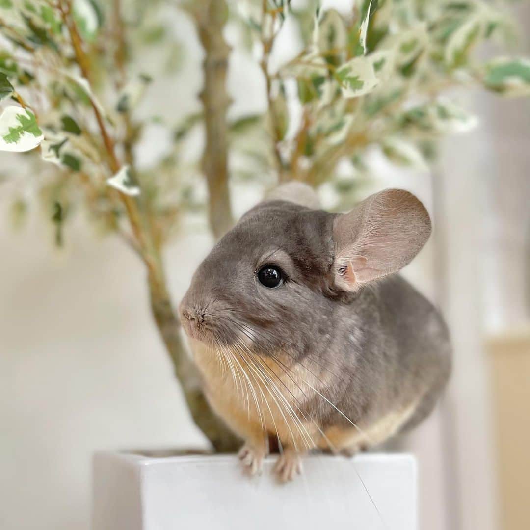 hamster_mocoのインスタグラム
